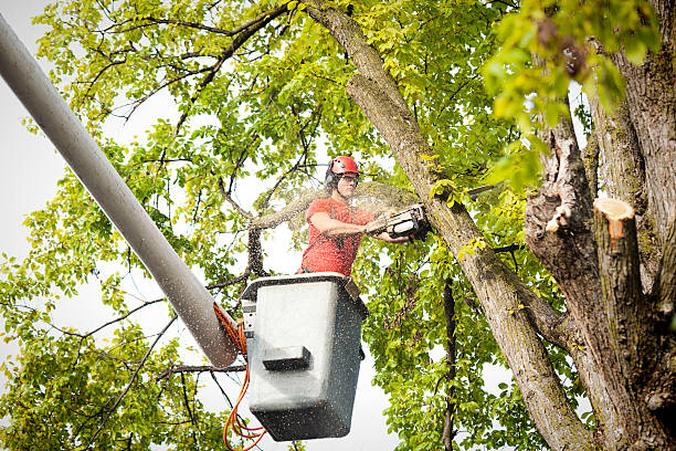 Reliable Lock Haven, PA Tree Service Solutions